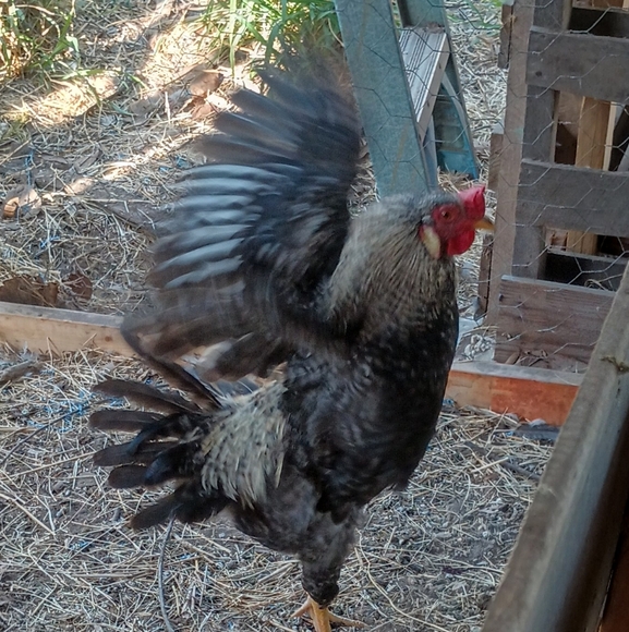 Bits and Pieces - Picture 5 of 12